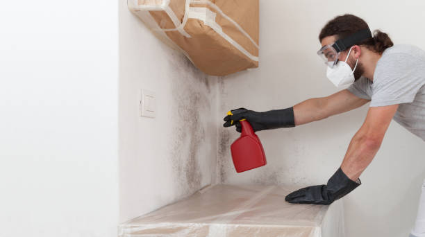 Professional Attic Mold Remediation technician working in Medfield, MA